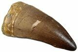 Fossil Mosasaur (Prognathodon) Tooth - Morocco #259980-1